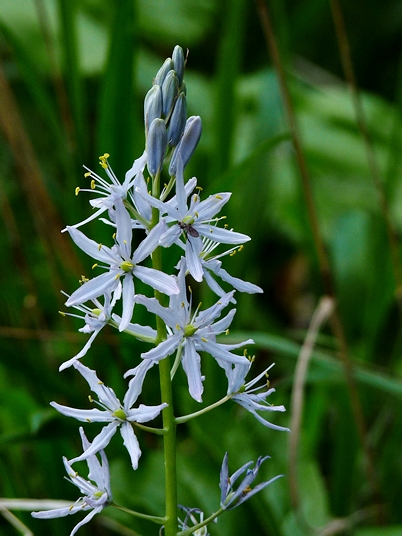 {Camassia scilloides}